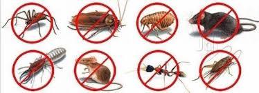 Rapid Pest Control Services