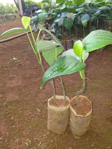 Black Pepper Plant