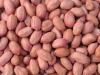 Fresh Salted Roasted Groundnut - Raw Peanuts With Shell, High in Vitamin E and Fiber for Heart Health