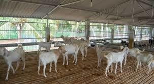 Goat Farming Service By Kumar Goat Farm