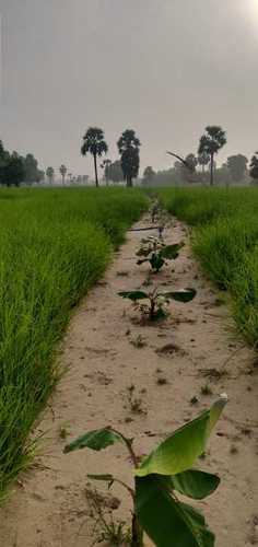  प्राकृतिक वेट्टीवेरु हर्ब