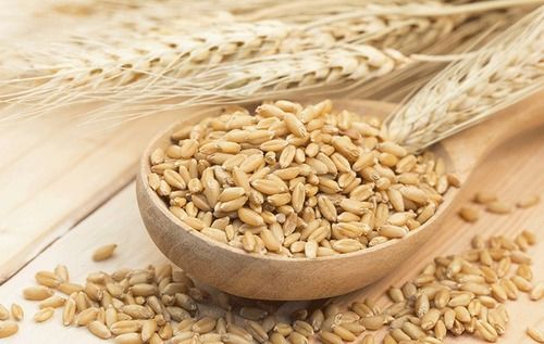 Gluten Free Barley (Imperial Malt)