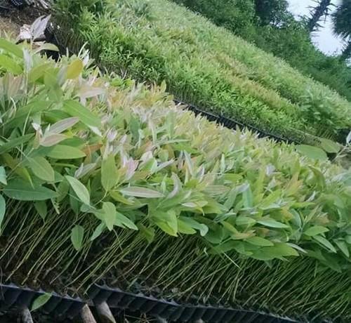 Green Highly Demanded Eucalyptus Plants