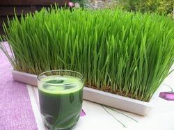 Semi Automatic Ayurvedic Wheat Grass Powder