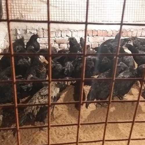 Best Price Black Kadaknath Chicken