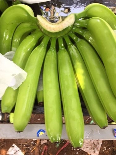 Fresh Green Cavendish Bananas