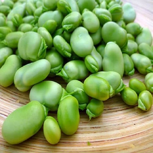 Fresh Green Faba Beans