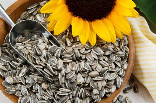 Fresh Organic Sunflower Seeds
