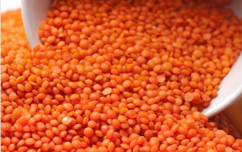 High Quality Red Lentils