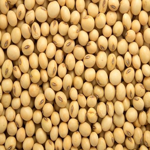 Impurity Free Canadian Soybeans