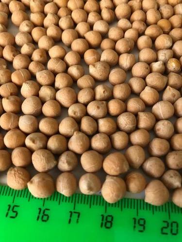 Chickpeas (Size 6+ 7+)