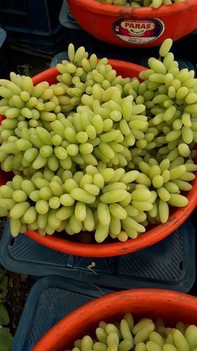 Open Air Delicious Taste Green Grapes