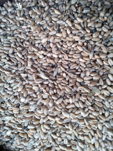 Organic Feed Grade Wheat Grain