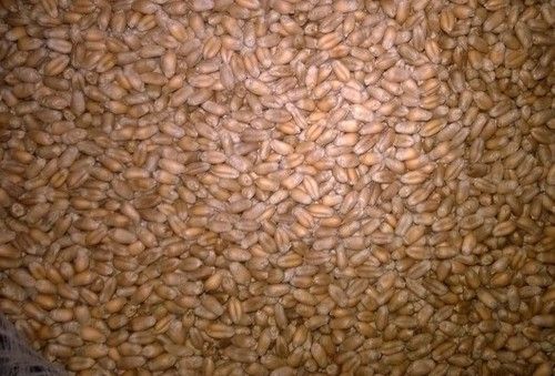 Grade 3 Wheat Grain