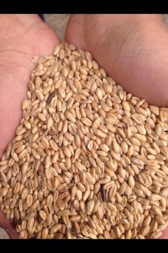 Organic Grade 4 Wheat Grain