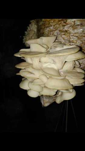 Milky White Oyster Mushrooms