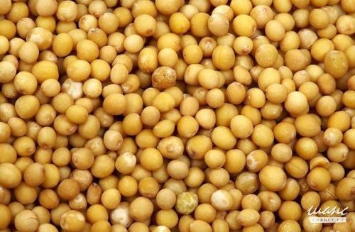 Pure Natural Mustard Seeds