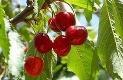 Best Affordable Fresh Cherry