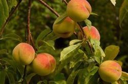 Best Price Peach Fruit