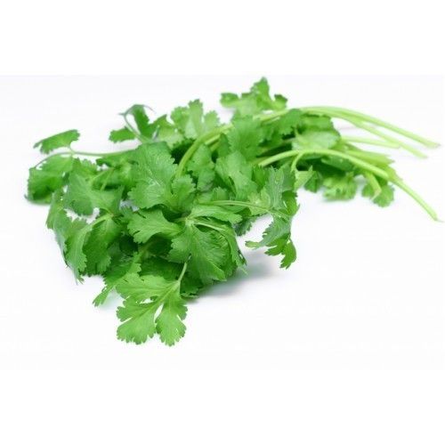 Fresh Organic Coriander Leaves