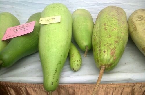 Fresh Quality Bottle Gourd