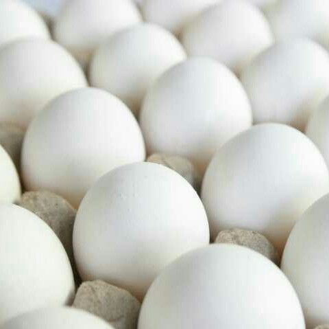 Fresh White Egg