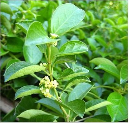 Gymnema Sylvestre Extract Powder