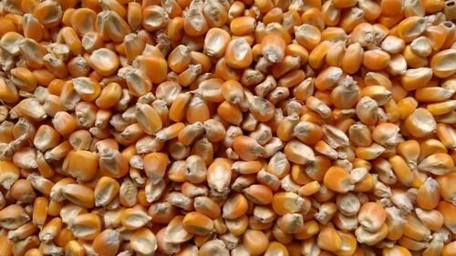 High Grade Dried Corn Seed