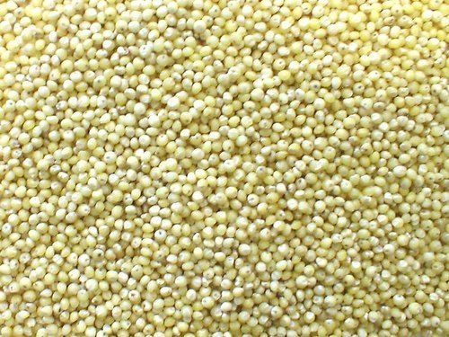 Organic Foxtail Millet - Premium Quality, Organic Cultivation Type, Longer Shelf Life | Fine Processing, Highly Praised by Clients