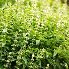 Tulsi (Holy Basil)