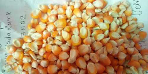 Yellow Maize - Premium Organic Grains, Freshly Cultivated with Quality Seeds and Manure