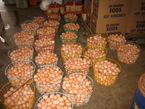 Quality Table Chicken Eggs
