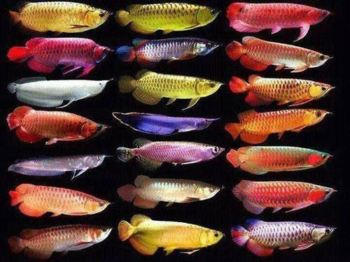 Tempered Glass Australian Flathead Perch Arowana Fish