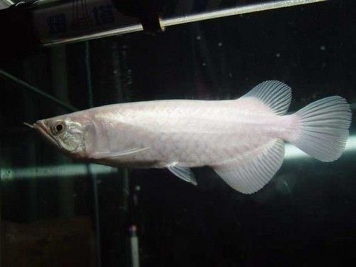 Candy Basslet Arowana Fish