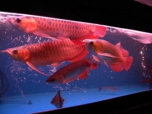 Golden Basslet Arowana Fish