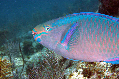 Green Parrot Fish