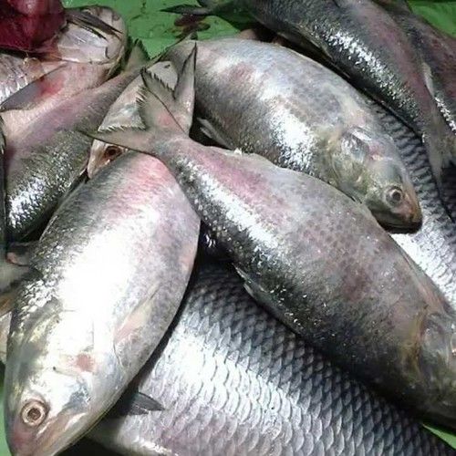 High Grade Hilsa Fish