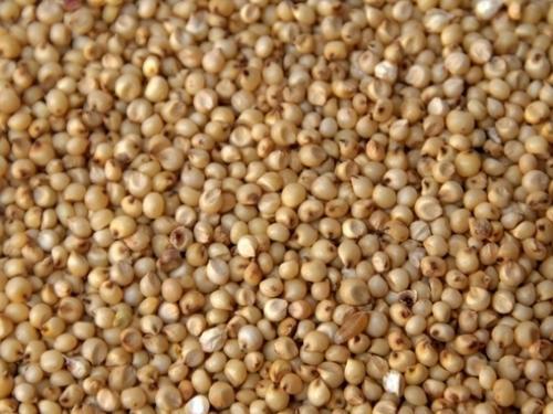 Quality Approved Organic Jowar Millet