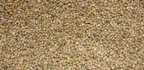 Quality Ensured Bajra Millet