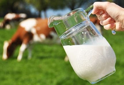 Fresh And Healthy Cow Milk