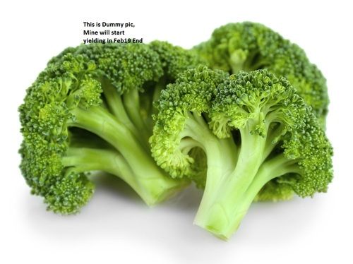 Available In Multiple Color Pure Farm Fresh Broccoli