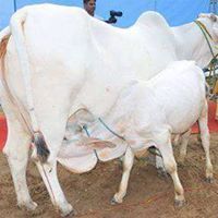 Pvc Tharparkar Cow