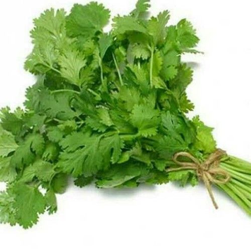 Fresh Coriander Leaves