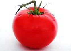 Excellent Quality Fresh Tomato