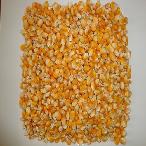 Impurity Free Yellow Maize