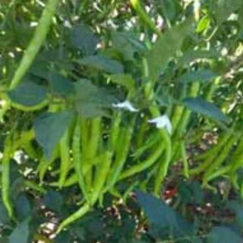 Organic Green Chilli