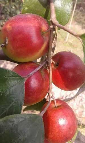 Sundori Apple Ber Plants
