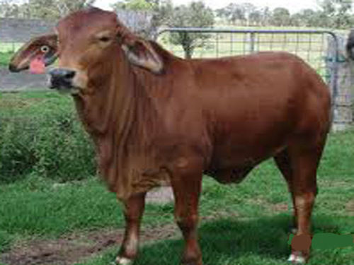 High Breed Sahiwal Cow