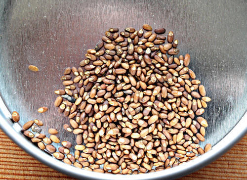 Highly Demanded Rosemary Seeds