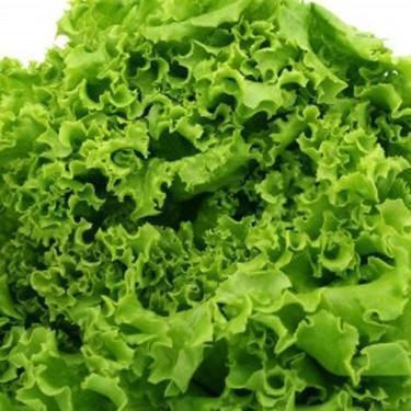 Lettuce Ice Berg Plant